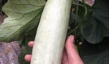 qq免费吃网红的瓜,揭秘QQ免费吃瓜攻略